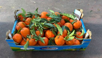 Foto Clementini Varietà Oronules Calibro 1 Origine Spagna Marchio Triolo  1