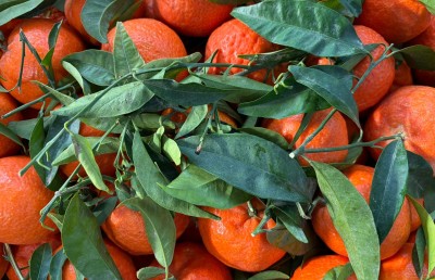 Foto Clementini Varietà Oronules Calibro 1 Origine Spagna Marchio Triolo  2