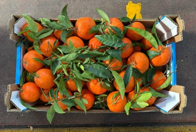 Foto Clementini Varietà Oronules Calibro 1 Origine Spagna Marchio Triolo  3