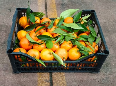 Foto Clementini Hernandina Calibro 2 Origine Italia Marchio Hilias   1