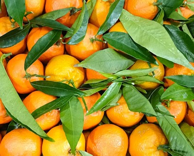 Foto Clementini Hernandina Calibro 2 Origine Italia Marchio Hilias   2