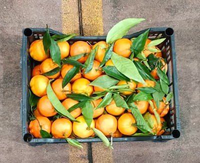 Foto Clementini Hernandina Calibro 2 Origine Italia Marchio Hilias   3