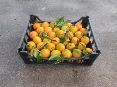 Foto Clementini Varietà Caffen Calibro 3 Origine Italia Marchio Hilias       1