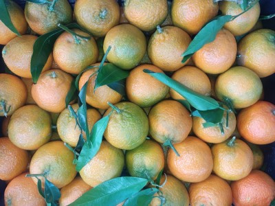 Foto Clementini Varietà Caffen Calibro 3 Origine Italia Marchio Hilias       2