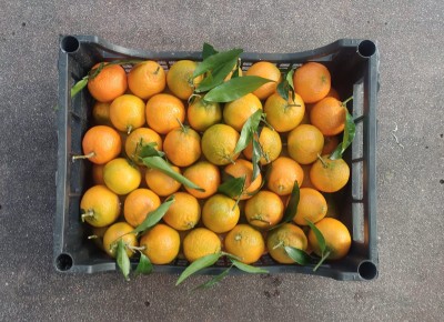 Foto Clementini Varietà Caffen Calibro 3 Origine Italia Marchio Hilias       3