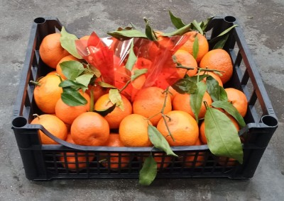 Foto Clementini Affogliati Calibro 1 Origine Italia Marchio Acri & Sas 1