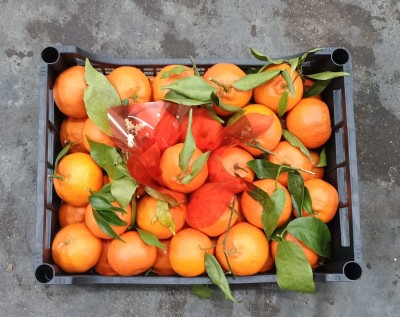 Foto Clementini Affogliati Calibro 1 Origine Italia Marchio Acri & Sas 3