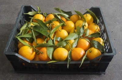 Foto Clementini Affogliati Calibro 1 Origine Italia  Marchio Hilias 1