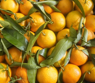 Foto Clementini Affogliati Calibro 1 Origine Italia  Marchio Hilias 2