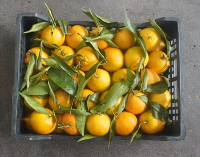 Foto Clementini Affogliati Calibro 1 Origine Italia  Marchio Hilias 3