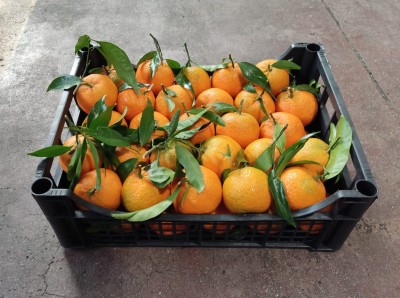 Foto Clementini Varietà Caffen Calibro 1 Origine Italia Marchio Hilias 1