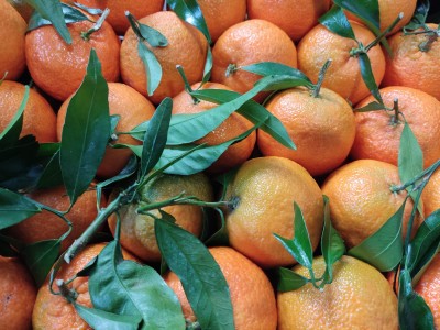 Foto Clementini Varietà Caffen Calibro 1 Origine Italia Marchio Hilias 2