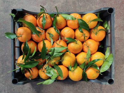 Foto Clementini Varietà Caffen Calibro 1 Origine Italia Marchio Hilias 3