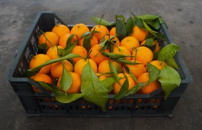 Foto Clementini Varietà Spinoso Calibro 1 Origine Italia Marchio Hilias 1