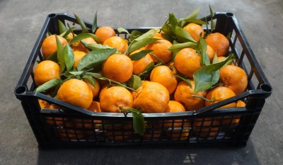 Foto Clementini Foglia Calibro 2/3 Origine Italia Marchio Hilias  1