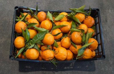 Foto Clementini Foglia Calibro 2/3 Origine Italia Marchio Hilias  3