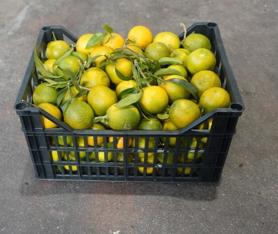 Foto Clementini Varietà Senza Semi Calibro 2/3 Lavorazione In Plastica Origine Spagna Marchio Triolo 1