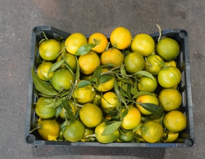 Foto Clementini Varietà Senza Semi Calibro 2/3 Lavorazione In Plastica Origine Spagna Marchio Triolo 3