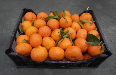 Foto Clementini Affogliati Calibro 1x Origine Italia Marchio Iannello Rocco  1