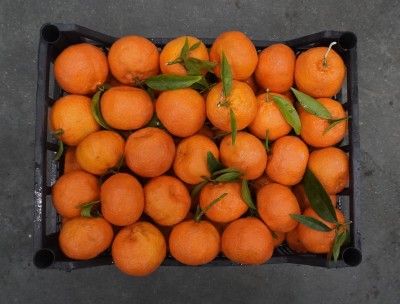 Foto Clementini Affogliati Calibro 1x Origine Italia Marchio Iannello Rocco  3