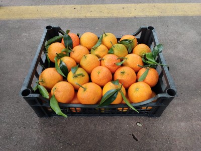 Foto Clementini Varietà Caffen Calibro 1 x Origine Italia Marchio Hilias       1