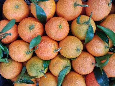 Foto Clementini Varietà Caffen Calibro 1 x Origine Italia Marchio Hilias       2