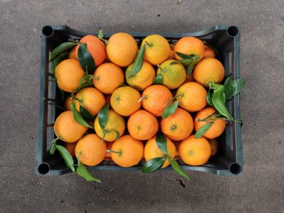 Foto Clementini Varietà Caffen Calibro 1 x Origine Italia Marchio Hilias       3