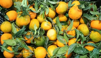 Foto Clementini Varietà Oronules Calibro 1/3 Origine Spagna Marchio Medena  2