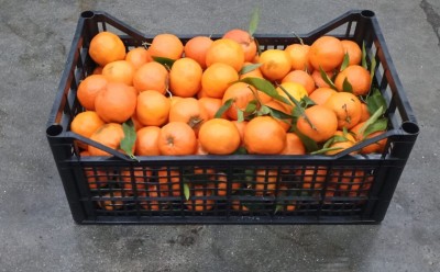 Foto Clementini Affogliati Origine Italia Marchio Mondial Fruit 1