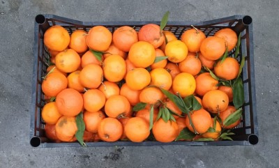 Foto Clementini Affogliati Origine Italia Marchio Mondial Fruit 3