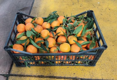 Foto Clementini Oronules Origine Spagna Marchio Agriverd 1