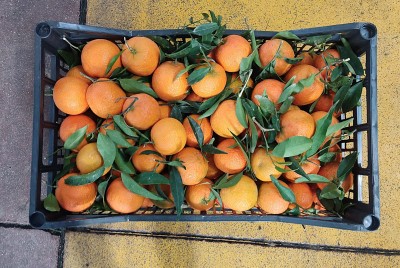 Foto Clementini Oronules Origine Spagna Marchio Agriverd 3