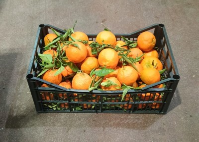 Foto Clementini Affogliati Varietà Hernandina Origine Spagna Marchio Agriverd  1