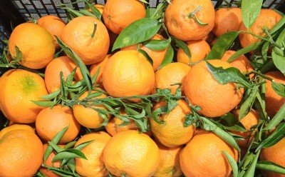 Foto Clementini Affogliati Varietà Hernandina Origine Spagna Marchio Agriverd  2