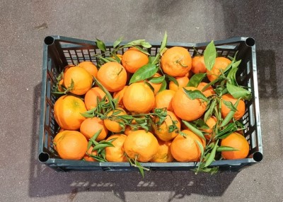 Foto Clementini Affogliati Varietà Hernandina Origine Spagna Marchio Agriverd  3
