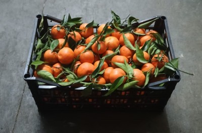 Foto Clementini Varietà Hernandina Origine Spagna Marchio Agriverd  1