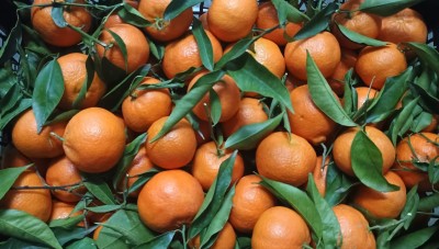 Foto Clementini Varietà Hernandina Origine Spagna Marchio Agriverd  2