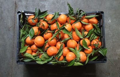 Foto Clementini Varietà Hernandina Origine Spagna Marchio Agriverd  3