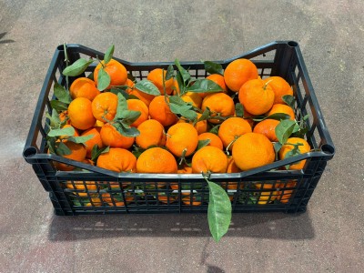 Foto Clementini Varietà Tango Gold Calibro 1x 2 Origine Spagna Marchio JOYEN EXPORT S.L.U. 1