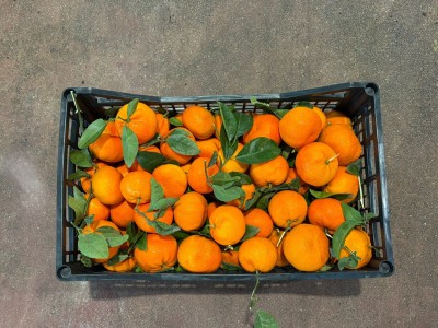 Foto Clementini Varietà Tango Gold Calibro 1x 2 Origine Spagna Marchio JOYEN EXPORT S.L.U. 3