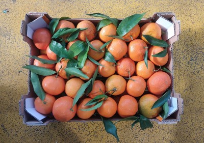 Foto Clementini Lavorazione Con Foglia  Calibro 1 Origine Italia Marchio Guarascio  3