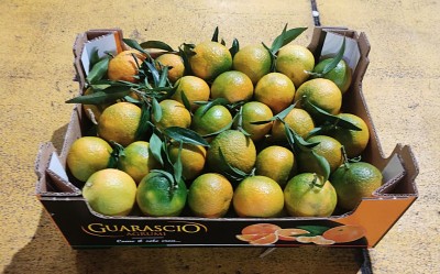 Foto Clementini Affogliati Calibro 1 Origine Italia Marchio Guarascio 1