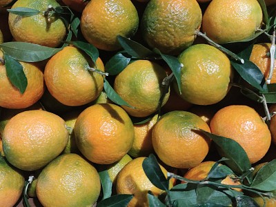 Foto Clementini Affogliati Calibro 1 Origine Italia Marchio Guarascio 2