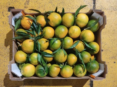 Foto Clementini Affogliati Calibro 1 Origine Italia Marchio Guarascio 3