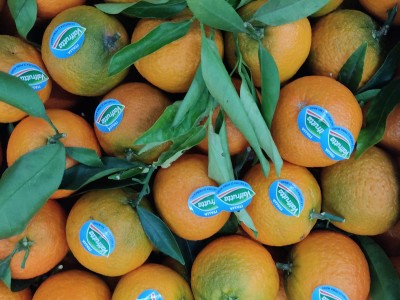 Foto Clementini Affogliati Varietà Spinoso Calibro 2 Origine Italia Marchio Valfrutta 2