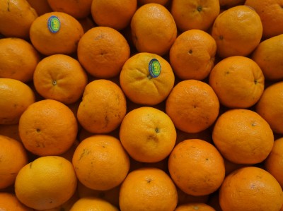 Foto Clementini Orri Calibro 1 Origine Israele Marchi Jaffa 2