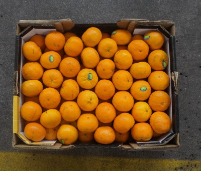 Foto Clementini Orri Calibro 1 Origine Israele Marchi Jaffa 3