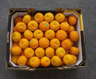 Foto Clementini Varietà Orri Calibro 1x Origine Israele Marchio Jaffa  3