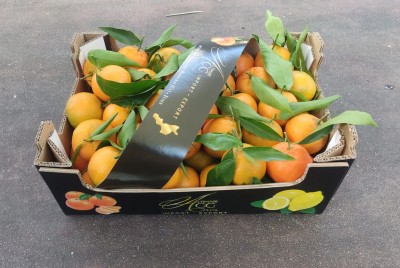 Foto Clementini Affogliati Calibro 1 Origine Italia Marchio Alrimari      1