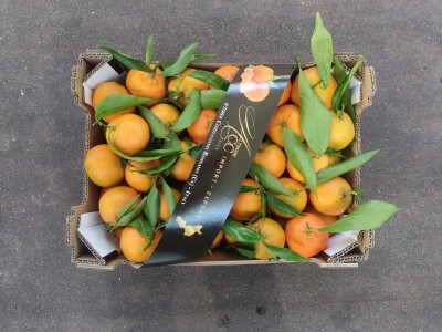 Foto Clementini Affogliati Calibro 1 Origine Italia Marchio Alrimari      3